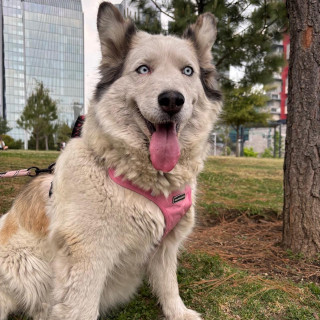 Foto de AKELA