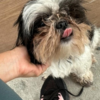 NEZUKO | Raza Shih Tzu  | Perdida