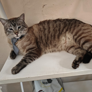 TONTÍN | Raza Aslan o Siamés Moderno Punto Tabby | Perdido