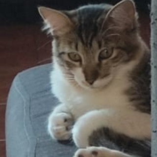 NALA | Raza Doméstico Americano de pelo semilargo | Perdida