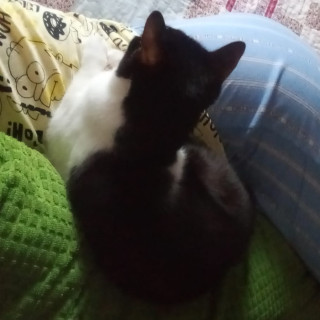 LOKY | Raza Doméstico Américano de Pelo Corto | Perdido