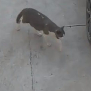 TECO | Raza Doméstico Américano de Pelo Corto | Final Feliz