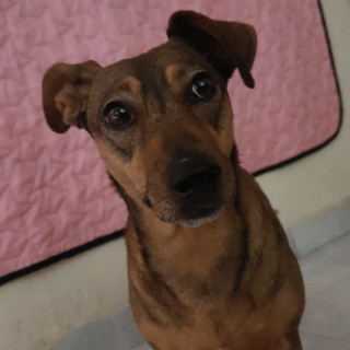  | Raza Mestiza, cruza de Dachshund o Salchicha | Encontrada