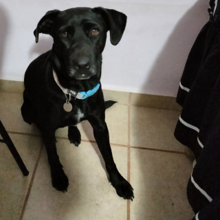 GALA | Raza Mestiza, cruza de Labrador | Perdida