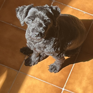 NEGRA | Raza Mestiza, cruza de Schnuazer | Perdida