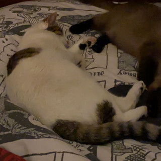 BLAS | Raza Doméstico Américano de Pelo Corto | Perdido