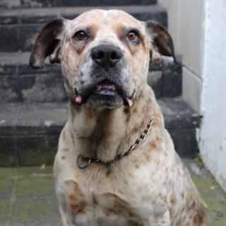  | Raza Mestizo, cruza de American Pitbull Terrier | Encontrado