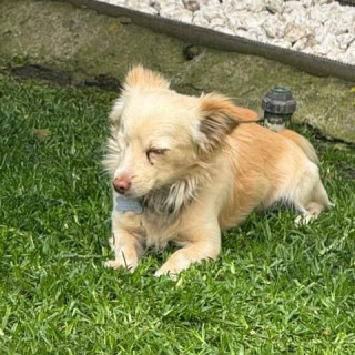 TEO | Raza Chihuahua | Perdido