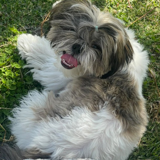 TRAPO | Raza Shih Tzu  | Perdido