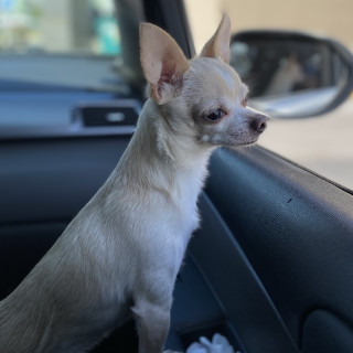 LUCKY | Raza Chihuahua | Perdido