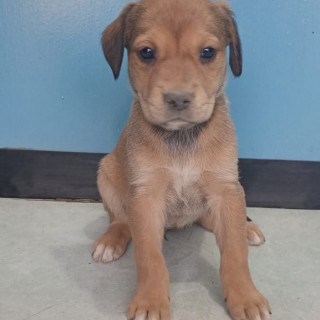 NALA | Raza Mestiza, cruza de American Pitbull Terrier | En Adopción