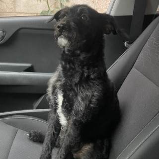 BUDDY | Raza Mestizo, cruza de Schnauzer con Poodle, (Schnoodle) | Perdido