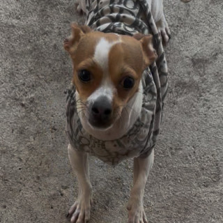 Foto de RON