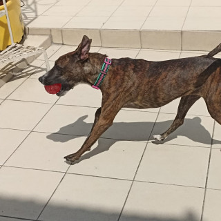 RAMITA | Raza Mestiza, cruza de American Pitbull Terrier con Bóxer | Final Feliz