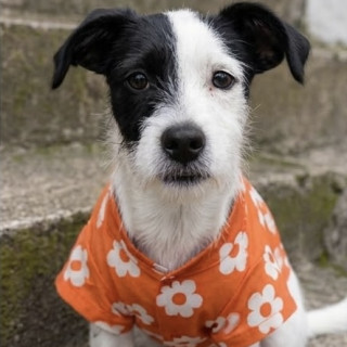 Foto de SNOOPY