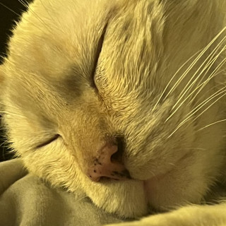 PUCHO | Raza Aslan o Siamés moderno, punto flama | Perdido