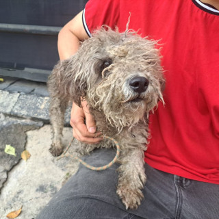  | Raza Mestizo, cruza de Schnauzer con Poodle,  (Schnoodle). | Encontrado