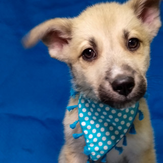 USAGITTO | Raza Mestizo | En Adopción
