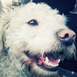JUNIOR | Raza Mestizo, cruza de French Poodle | Perdido