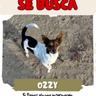 OZZY | Raza Mestizo, cruza de Jack Russell Terrier | Perdido