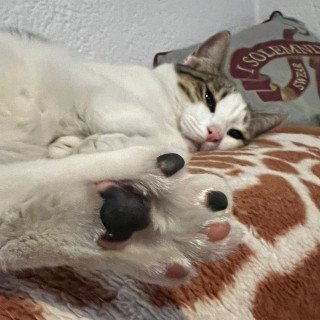 BLAS | Raza Doméstico Américano de Pelo Corto | Perdido