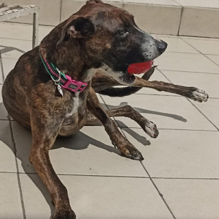 RAMITA | Raza Mestiza, cruza de American Pitbull Terrier con Bóxer | Final Feliz