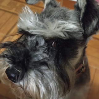 PIMIENTA | Raza Schnauzer | Perdida