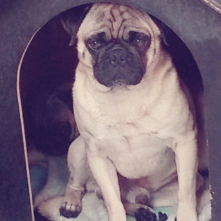 BALÚ | Raza Pug o Carlin | Final Feliz