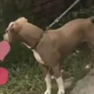 VENUS | Raza American Pitbull Terrier | Perdida