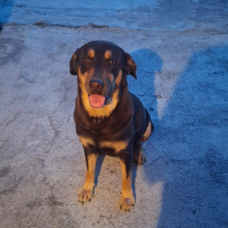 Foto de ROMEO