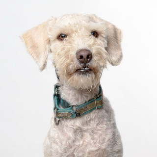 PANCHO | Raza French Poodle o Caniche | Perdido
