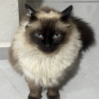 YUUMIS | Raza Balinés punto foca | Perdida