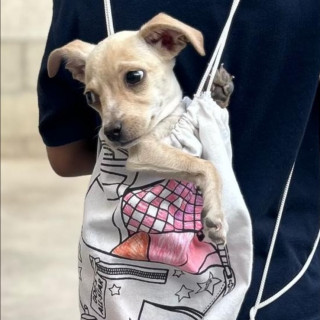 YUKI | Raza Chihuahua | Perdida
