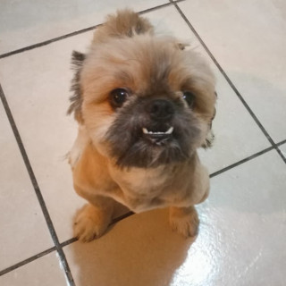 NICKY | Raza Shih Tzu  | Perdido