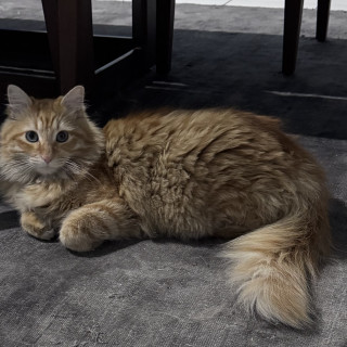 BENITO | Raza Doméstico Américano de Pelo Largo | Perdido