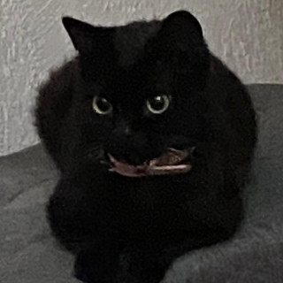 KIWI | Raza Bombay | Perdido