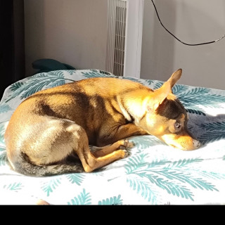 PANCHITO | Raza Chihuahua | Perdido