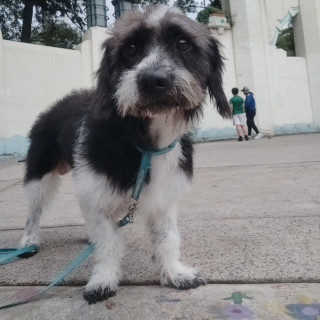  | Raza Mestizo, cruza de Schnuazer con French Poodle, (Schnoodle) | Encontrado