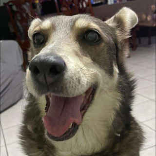 LOBY | Raza Mestiza, cruza de Husky Siberiano | Final Feliz