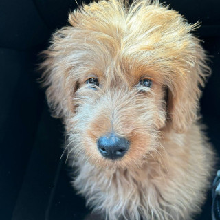 PACHICLETO | Raza Mestizo, cruza de Golden Retriever con French Poodle,  (Goldendoodle). | Perdido