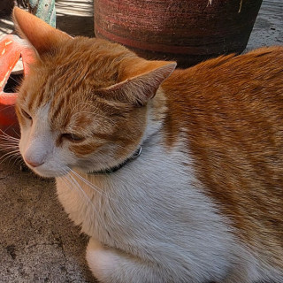 JACK | Raza Doméstico Américano de Pelo Corto | Perdido