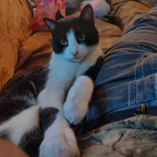 BAYITO | Raza Doméstico Americano de pelo corto | Perdido