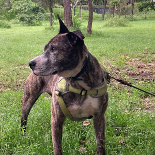 PELUDITO | Raza American Pitbull Terrier | Final Feliz