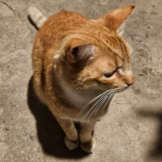 TOMMY | Raza Doméstico Américano de Pelo Corto | Perdido