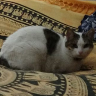 BLAS | Raza Doméstico Américano de Pelo Corto | Perdido