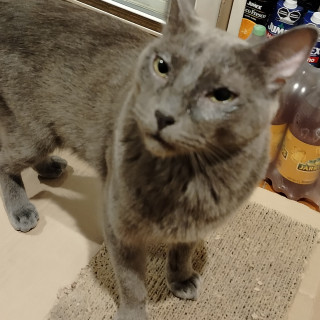  | Raza Ruso Azul | Encontrado