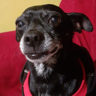 BATMAN | Raza Chihuahua | Perdido