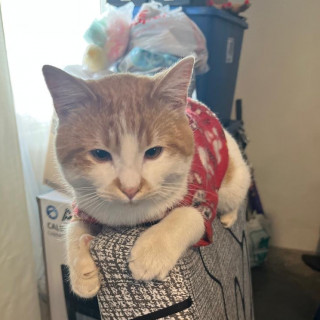 JERRY | Raza Doméstico Américano de Pelo Corto | Perdido