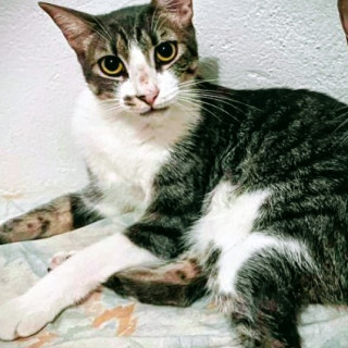 JULIETA | Raza Doméstico Américano de Pelo Corto | Perdida