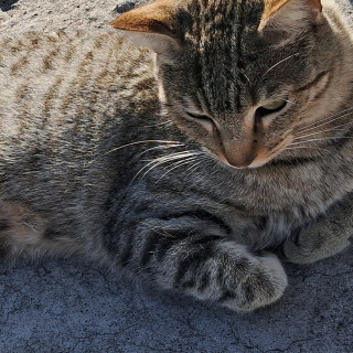 Foto de MAYA